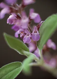 Salvia: Sage