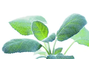 Salvia: Sage