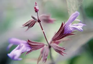 Salvia: Sage