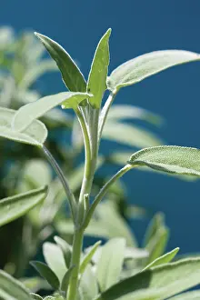 Sage: Sage