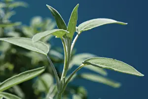 Sage: Sage