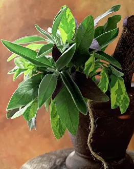 Sage: Sage