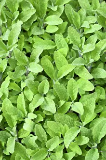 Sage: Sage, Salvia officinalis, Close up of mass of dense