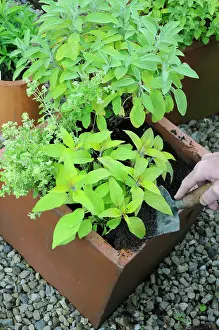 Sufficient: Sage
