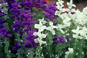 Sage: Sage