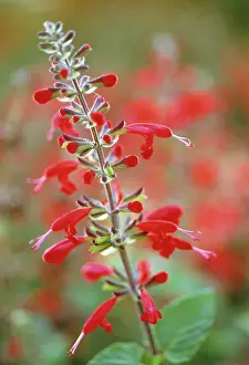 Sage: Sage
