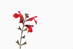Sage: Sage, Scarlet sage, Salvia splendens, Red subject
