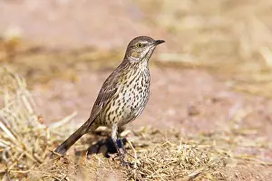 Thrasher: Sage Thrasher