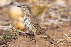 Thrasher: Sage Thrasher