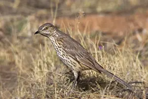 Thrasher: Sage Thrasher