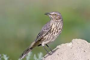 Sage: Sage Thrasher