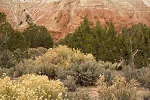 Sagebrush: Sagebrush high desert land