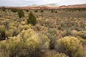 Sagebrush: Sagebrush high desert land