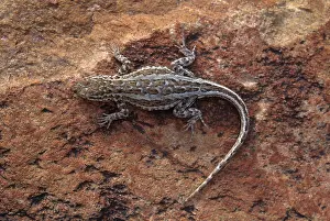 Phrynosomatidae: Sagebrush Lizard