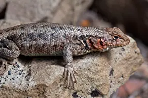Phrynosomatidae: Sagebrush Lizard