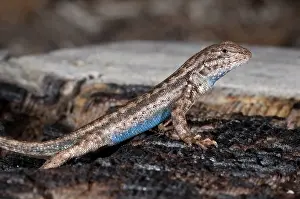 Gracilis: Sagebrush Lizard