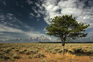 Sedge: Sagebrush and tree with the Teton range in background