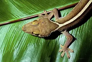 Vittatus: Sago Gecko (Gekko vittatus)