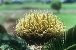Sago: Sago Palm - cone