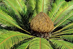 Sago: Sago Palm - female flower