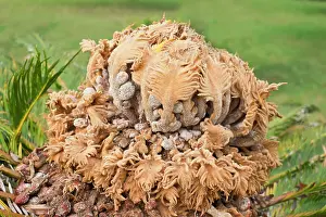 250720: Sago palm flower - Madeira Botanical Gardens Portugal