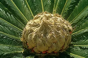 Sago: Sago Palm - fruit