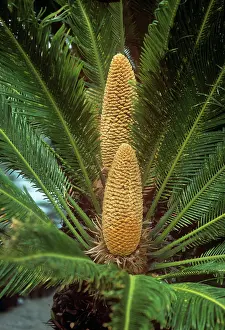 Sago: Sago Palm - male in flower