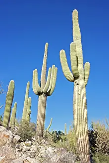 Saguaros: Saguaro Cacti