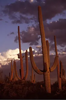 Saguaro: SAGUARO CACTI