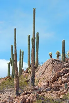 Saguaro: Saguaro Cacti (Carnegiea gigantea), Saguaro National