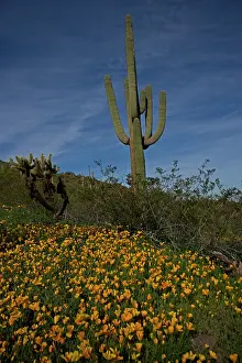 Saguaro: Saguaro Cacti (Carnegiea gigantea) - Picacho Peak