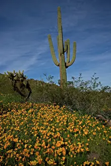 Gigantea: Saguaro Cacti (Carnegiea gigantea) - Picacho Peak State Par