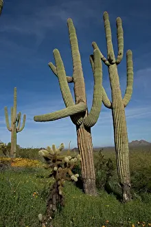 Gigantea: Saguaro Cacti (Carnegiea gigantea) - Picacho Peak State Par