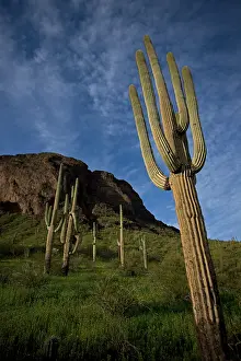 Saguaro: Saguaro Cacti (Carnegiea gigantea) - Picacho Peak State Par