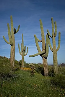 Saguaro: Saguaro Cacti (Carnegiea gigantea) - Picacho Peak State Par