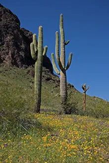 Saguaro: Saguaro Cacti (Carnegiea gigantea) - Picacho Peak State Par