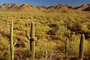 Saguaros: Saguaro Cacti Forest