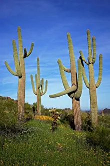 Saguaros: Saguaro Cacti - Showing Mexican Gold poppies blooming