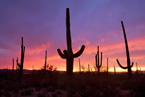 Saguaros: Saguaro Cacti - at sunset