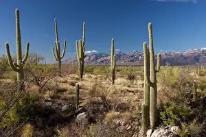 Saguaros: Saguaro cactus
