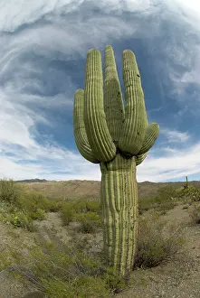 Saguaros: Saguaro Cactus