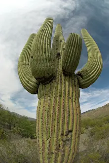 Saguaros: Saguaro Cactus