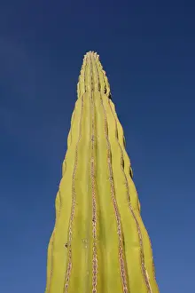 Carnegiea: Saguaro Cactus