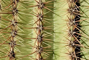 Thorns: Saguaro Cactus