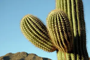 Thorns: Saguaro Cactus