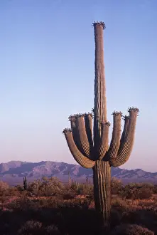Bonnie Weisser: SAGUARO CACTUS
