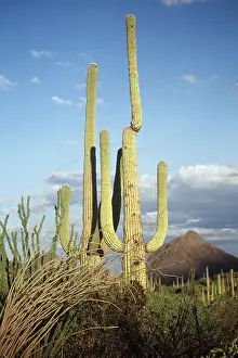 Saguaro: SAGUARO CACTUS