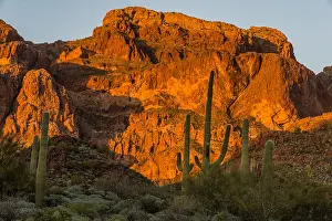 Carnegiea: Saguaro cactus and Ajo Mountains, Organ Pipe Cactus