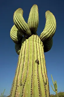 Cristate: Saguaro Cactus (Carnegiea gigantea), cristate form