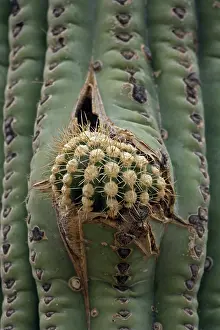 Saguaro: Saguaro Cactus (Carnegiea gigantea) - New arm erupting - So